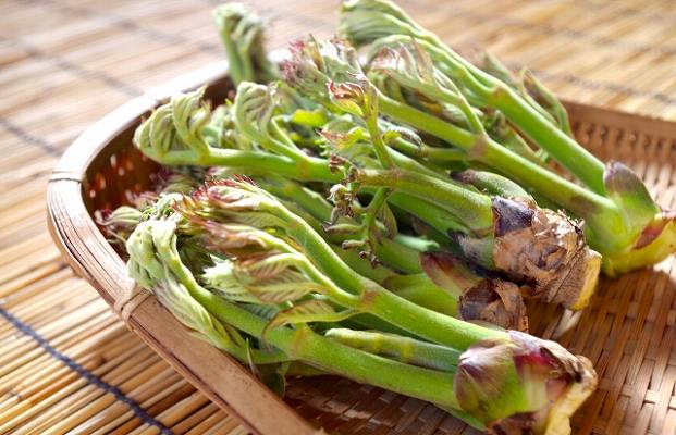 タラの芽 食べ過ぎ タラの芽の栄養と毒性について 天ぷらなど美味しい食べ方をご紹介